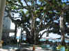 Banyan tree behind the Sheraton