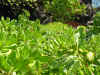 Nice plantlife on the road to Hana, too.